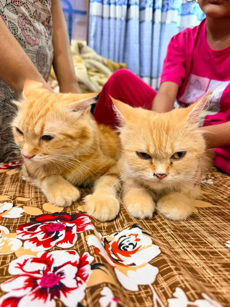 Two Persian Adult Cats For Sale (Pair) — photo 5