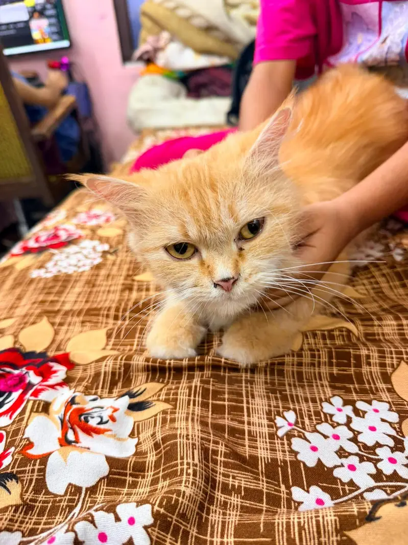 Two Persian Adult Cats For Sale (Pair) — photo 7