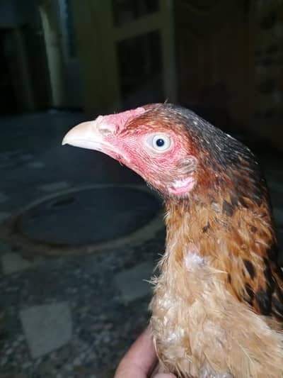 original Aseel hen  murge Kodak hai white nokrani