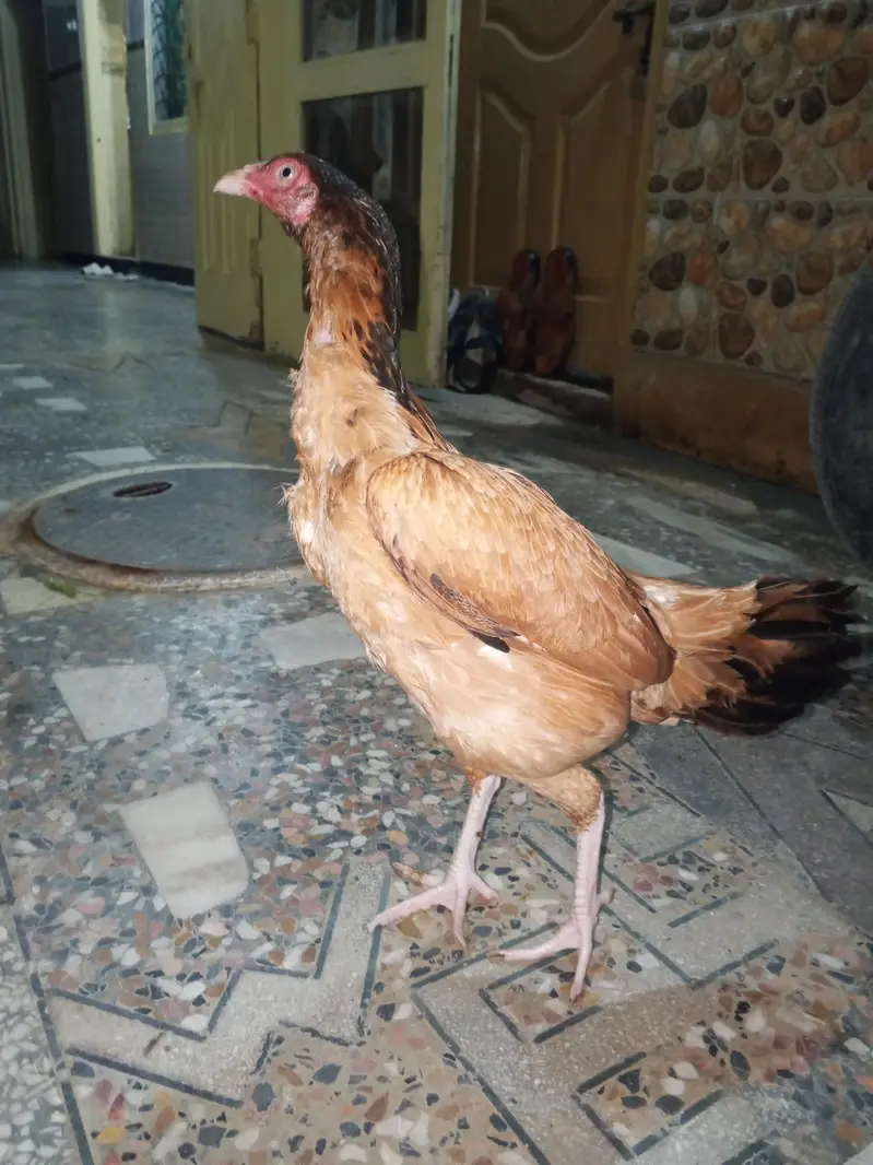 original Aseel hen  murge Kodak hai white nokrani — photo 2