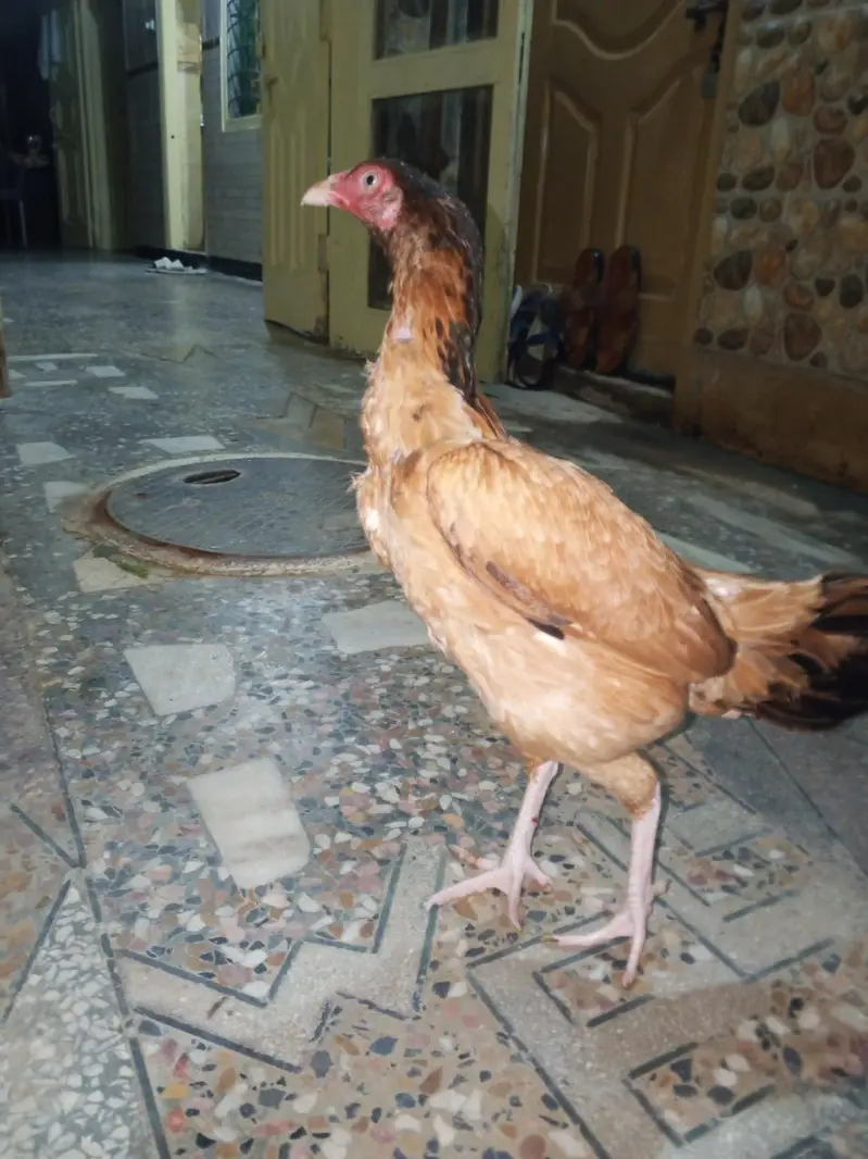 original Aseel hen  murge Kodak hai white nokrani — photo 3