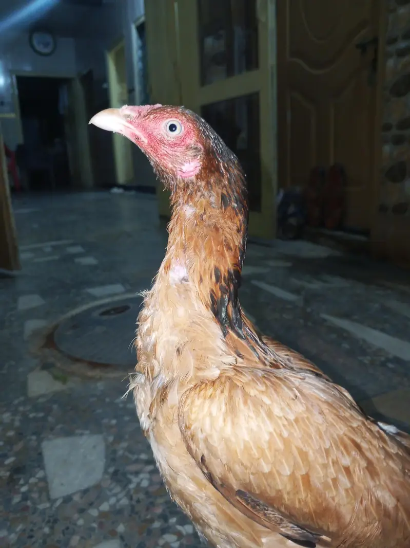 original Aseel hen  murge Kodak hai white nokrani — photo 4