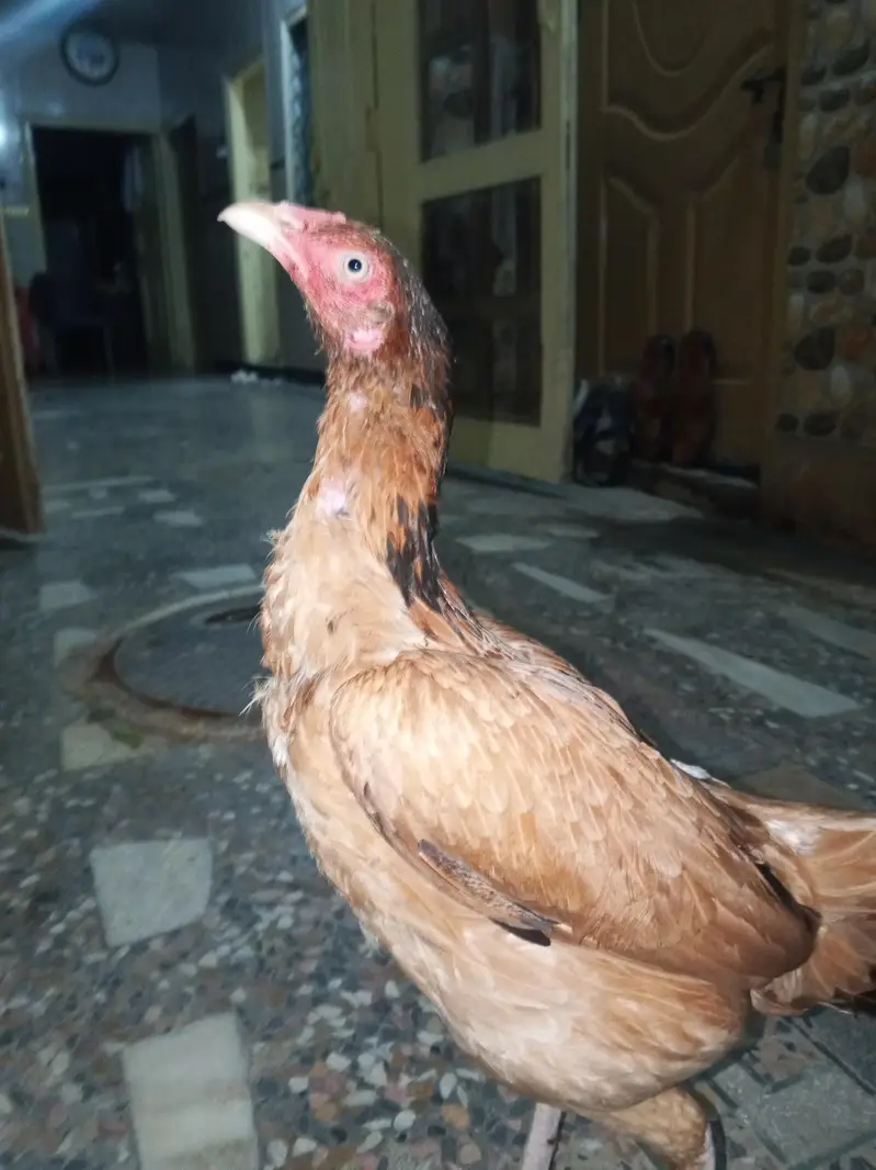 original Aseel hen  murge Kodak hai white nokrani — photo 5