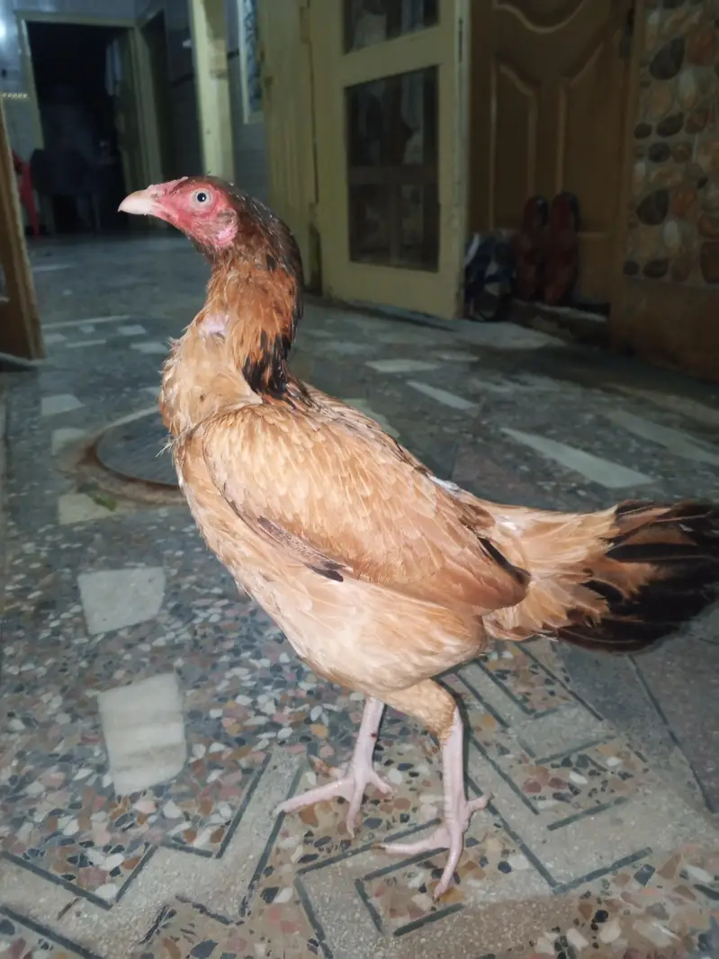 original Aseel hen  murge Kodak hai white nokrani — photo 6