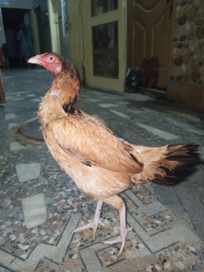 original Aseel hen  murge Kodak hai white nokrani — photo 7