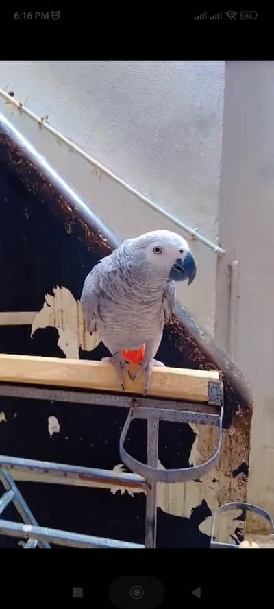 Grey Parrot Female