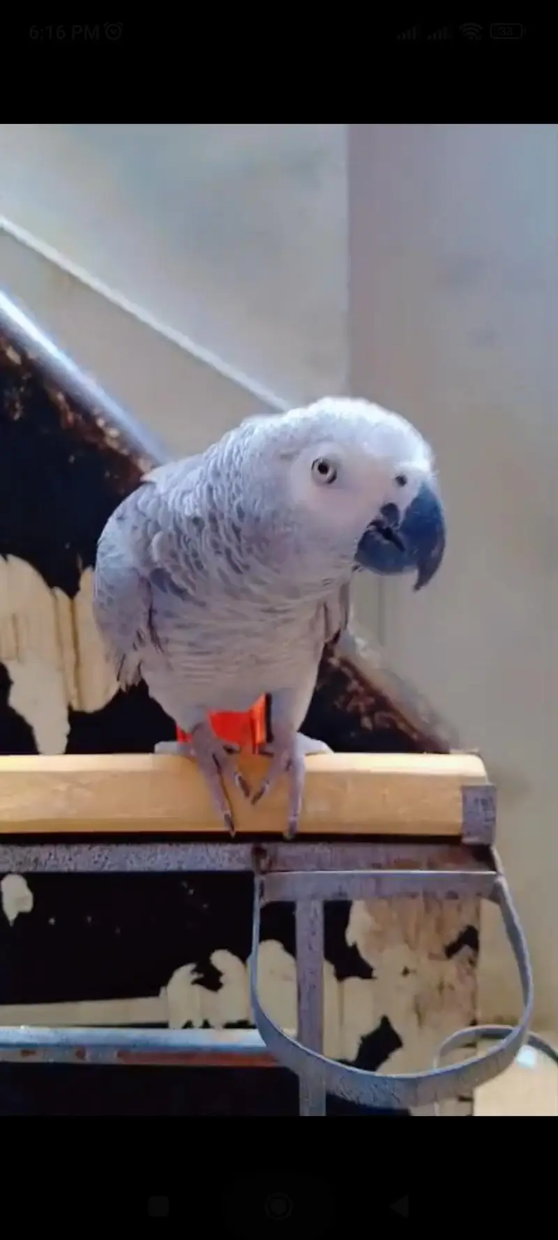 Grey Parrot Female — photo 2