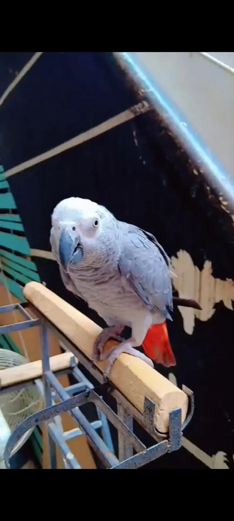 Grey Parrot Female — photo 3