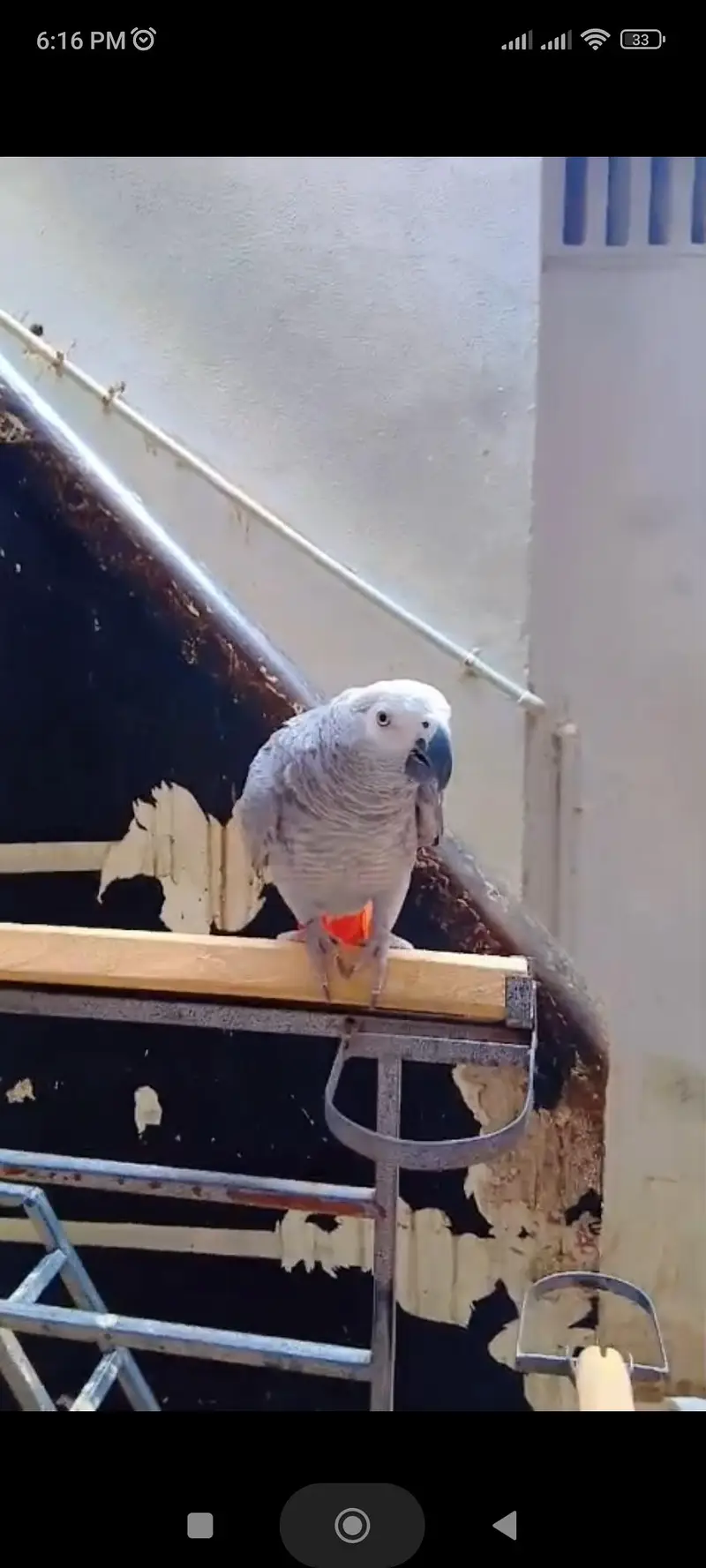Grey Parrot Female — photo 4