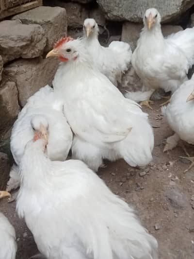 White bantam