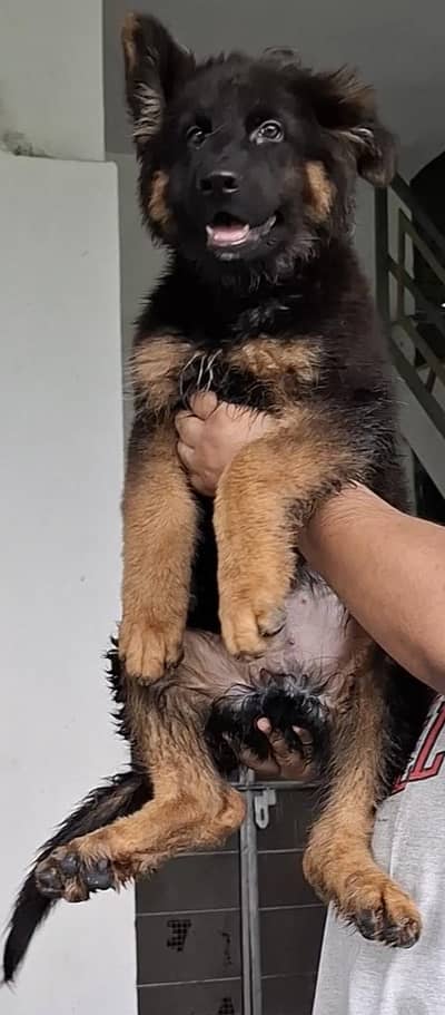 long cort top quality german shepherd male puppy for sale
