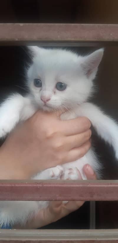 Persian cat