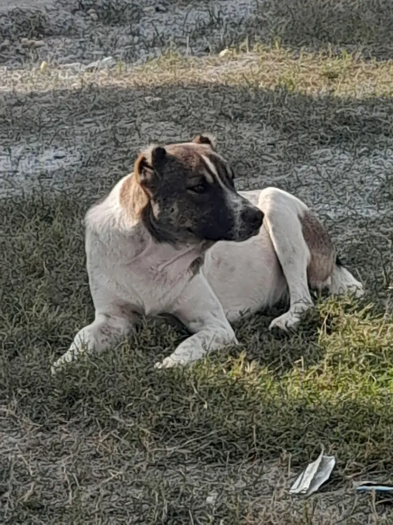 afghan kouchi — photo 2