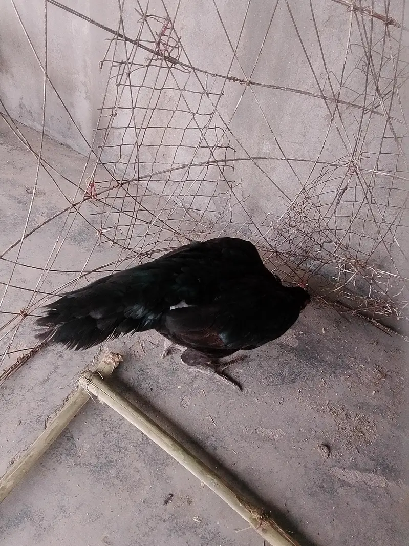 aseel murgi — photo 6