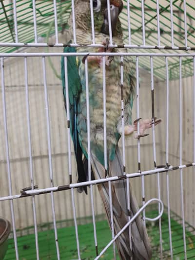 Turquoise Conure white foot