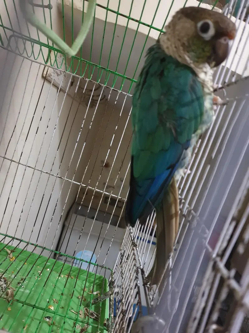 Turquoise Conure white foot — photo 2