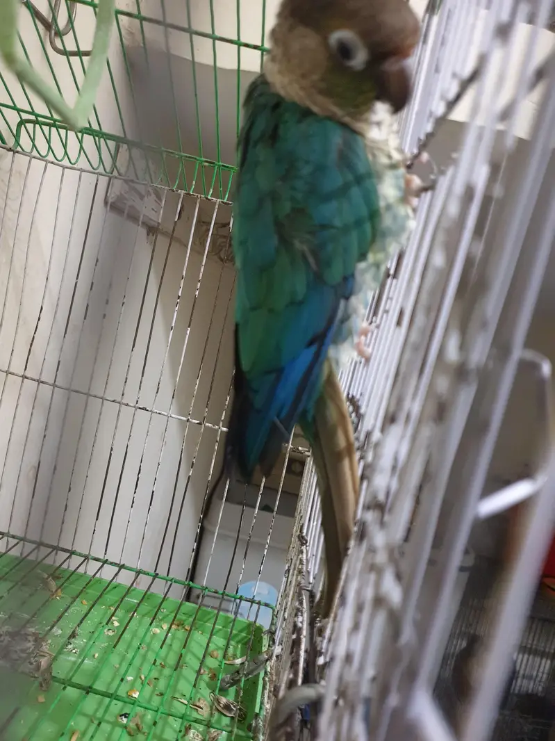 Turquoise Conure white foot — photo 3