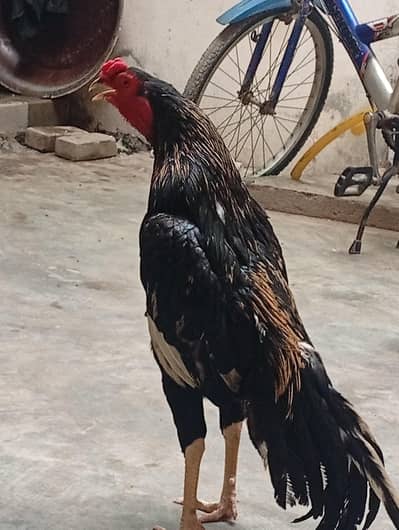 Aseel Murgha For Sale