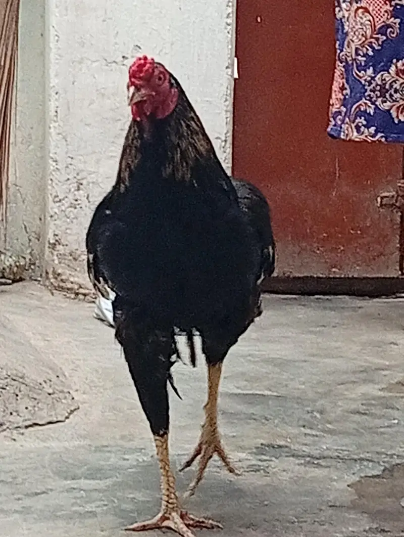 Aseel Murgha For Sale — photo 3