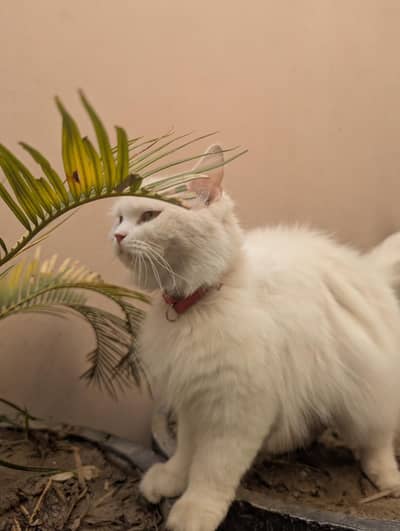 Persian cat