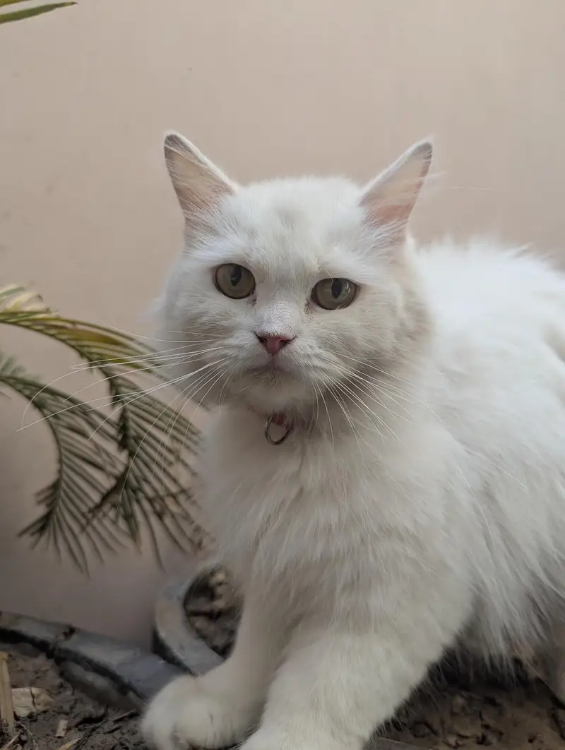 Persian cat — photo 2