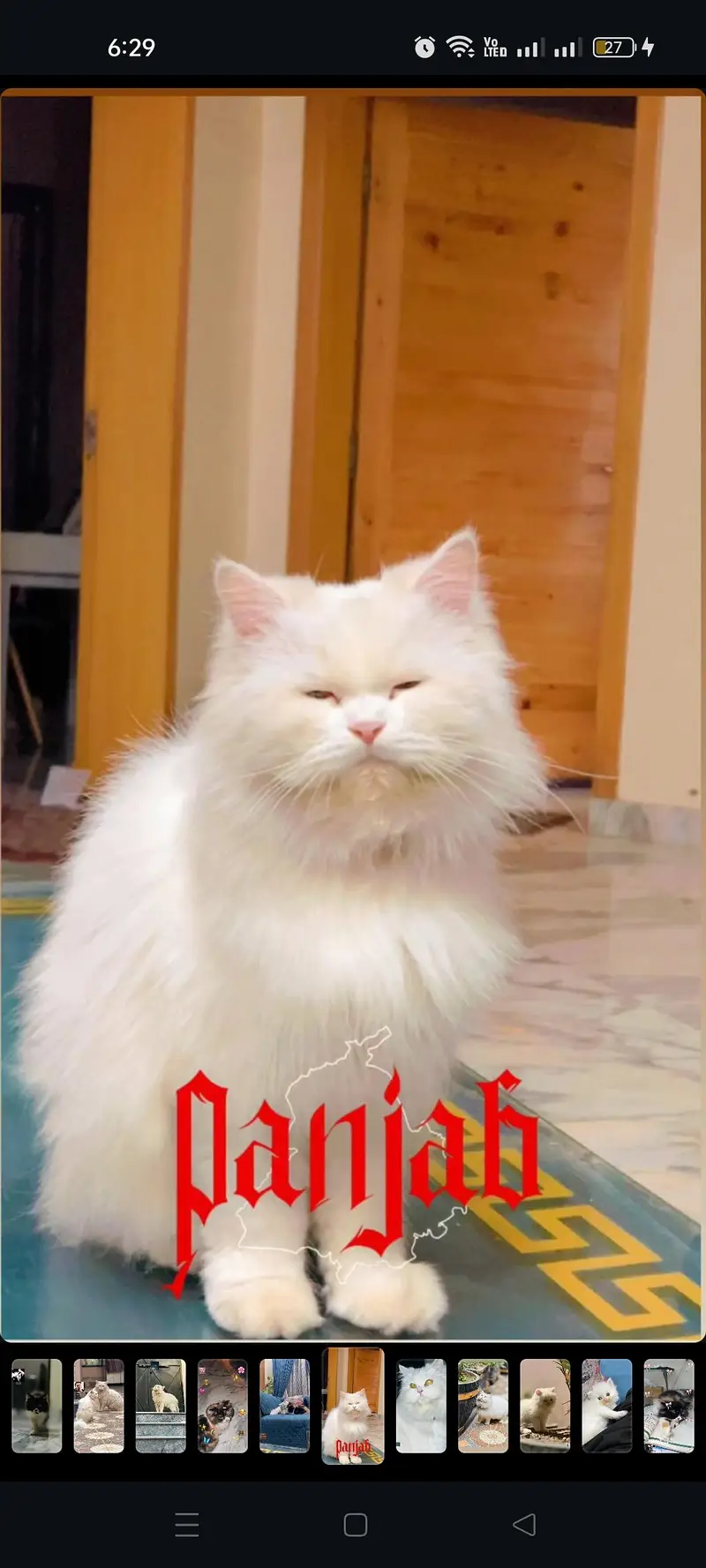 Persian cat — photo 3