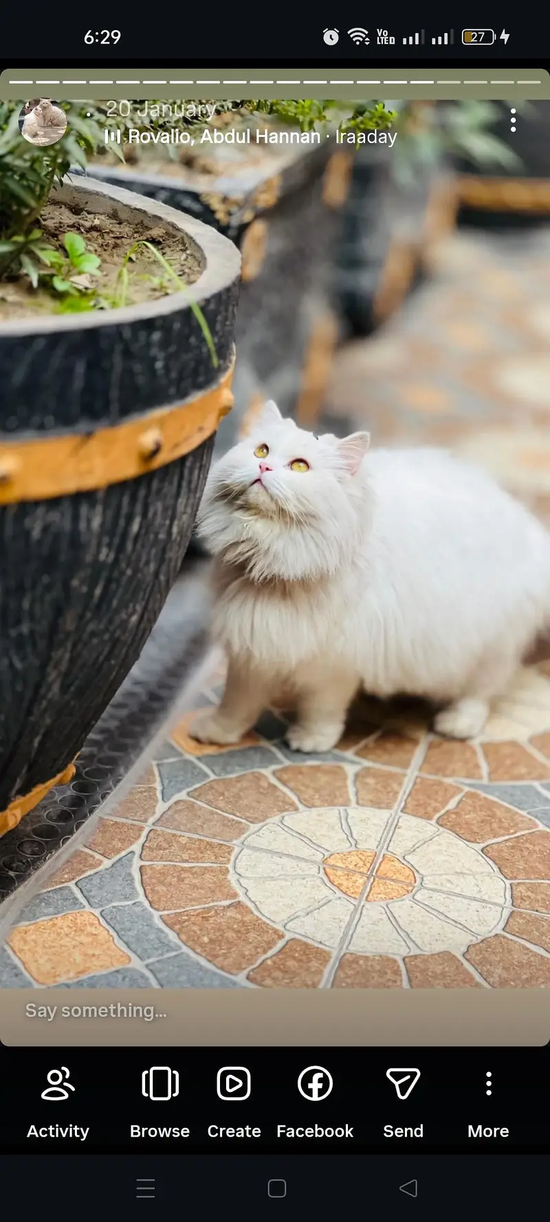 Persian cat — photo 4