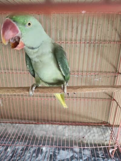 raw parrot healthy hand tame pair
