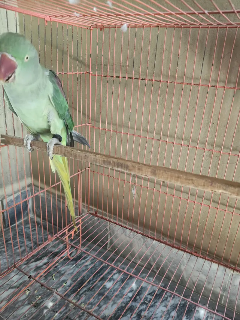 raw parrot healthy hand tame pair — photo 2