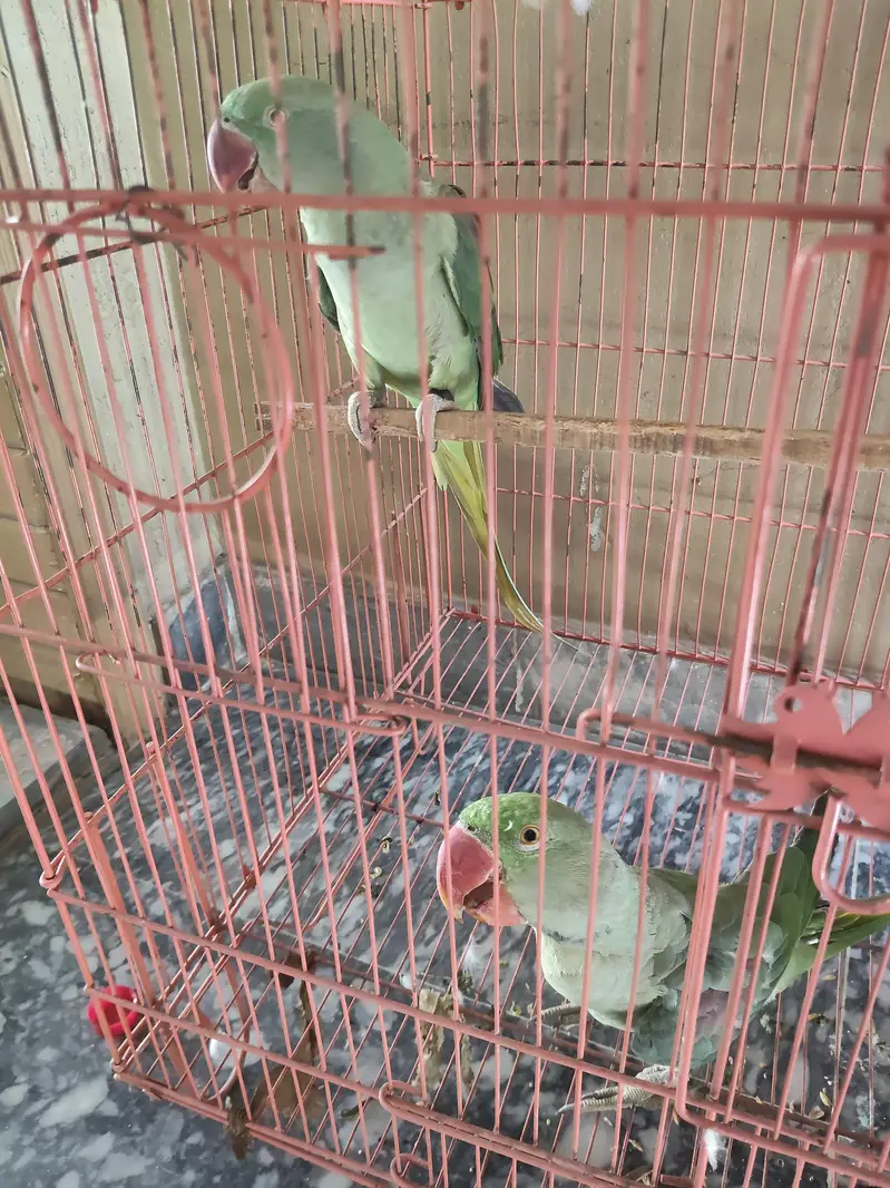 raw parrot healthy hand tame pair — photo 3