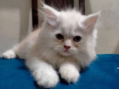 2 month old kitten