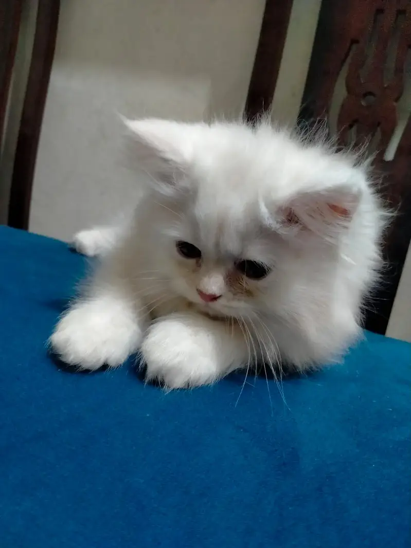 2 month old kitten — photo 2