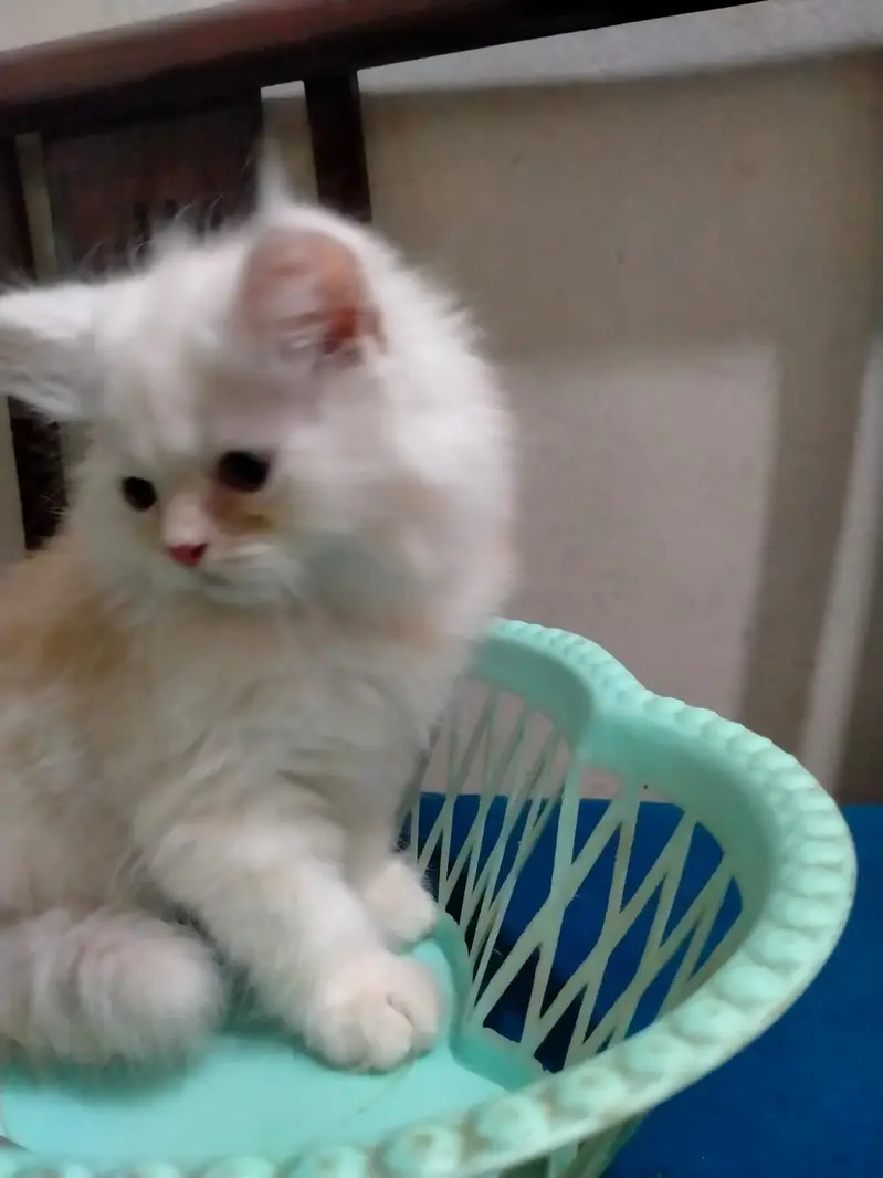 2 month old kitten — photo 3