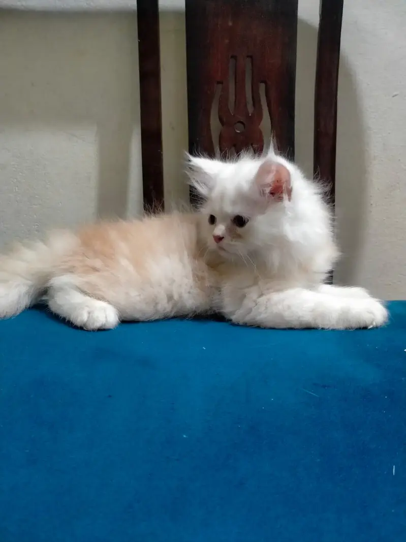 2 month old kitten — photo 4