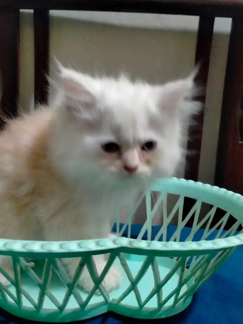 2 month old kitten — photo 5