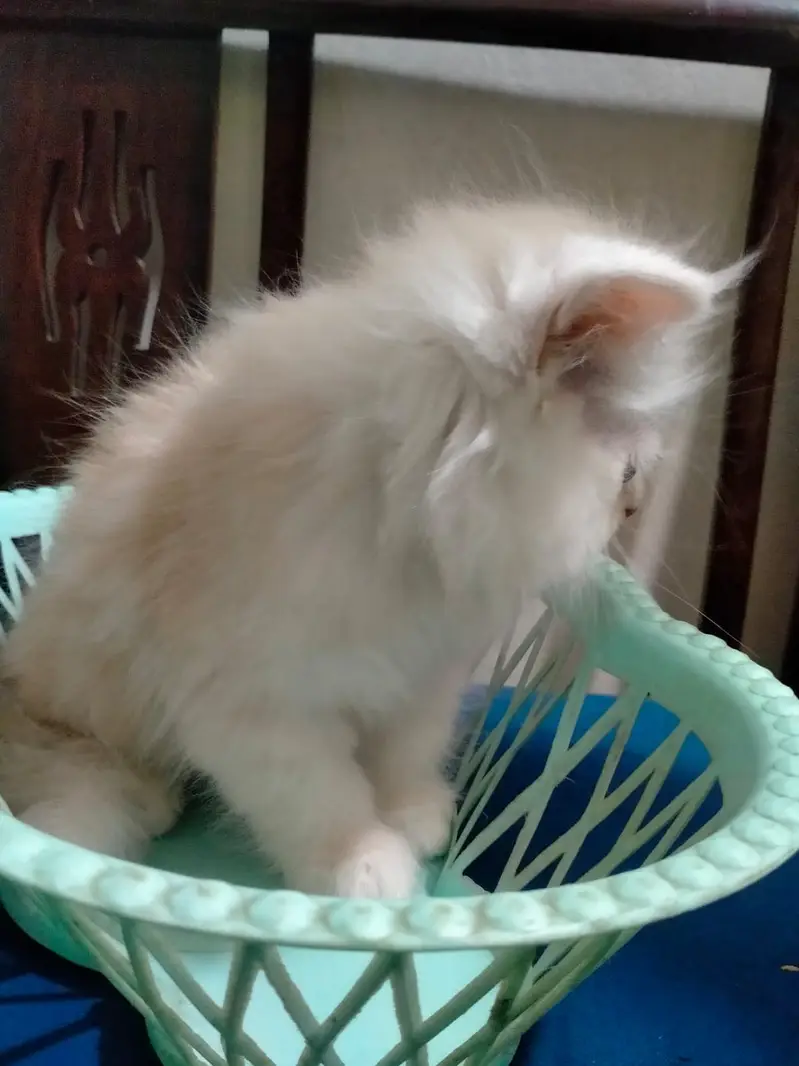 2 month old kitten — photo 6