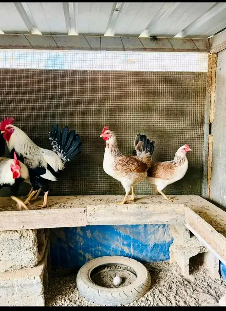 ​Dandarawi Chicken 7 Years Life 280 Eggs — photo 4