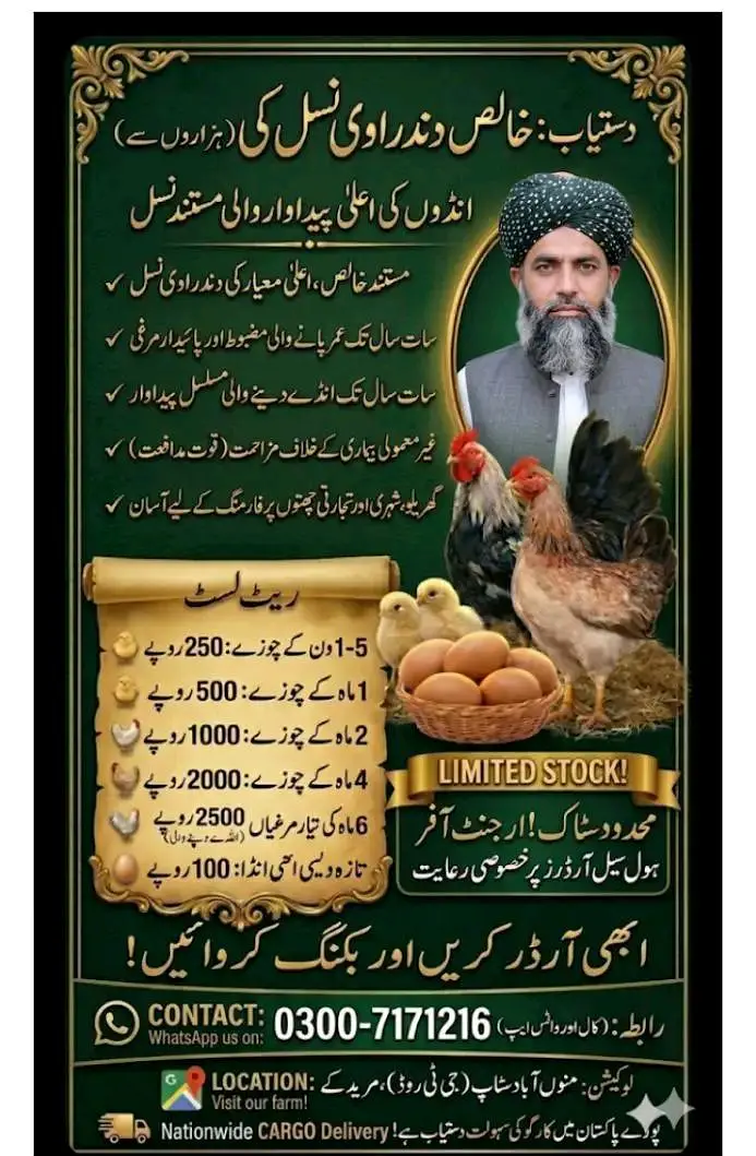 ​Dandarawi Chicken 7 Years Life 280 Eggs — photo 6