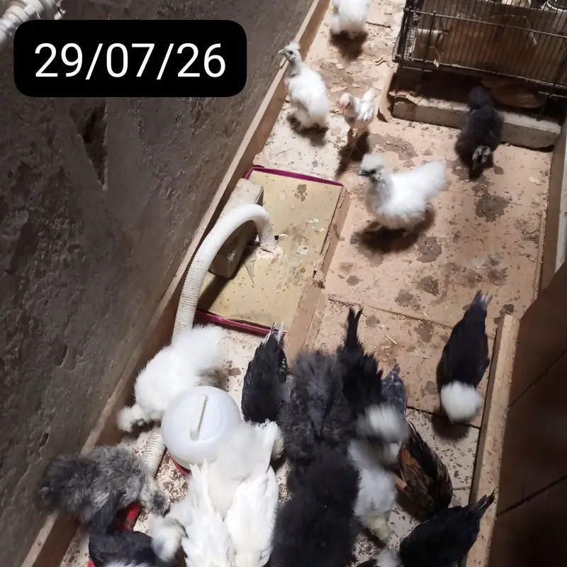 POLISH,SILKIE,BUFF,TURKEY any many more fancy chikcs varitey ava — photo 4