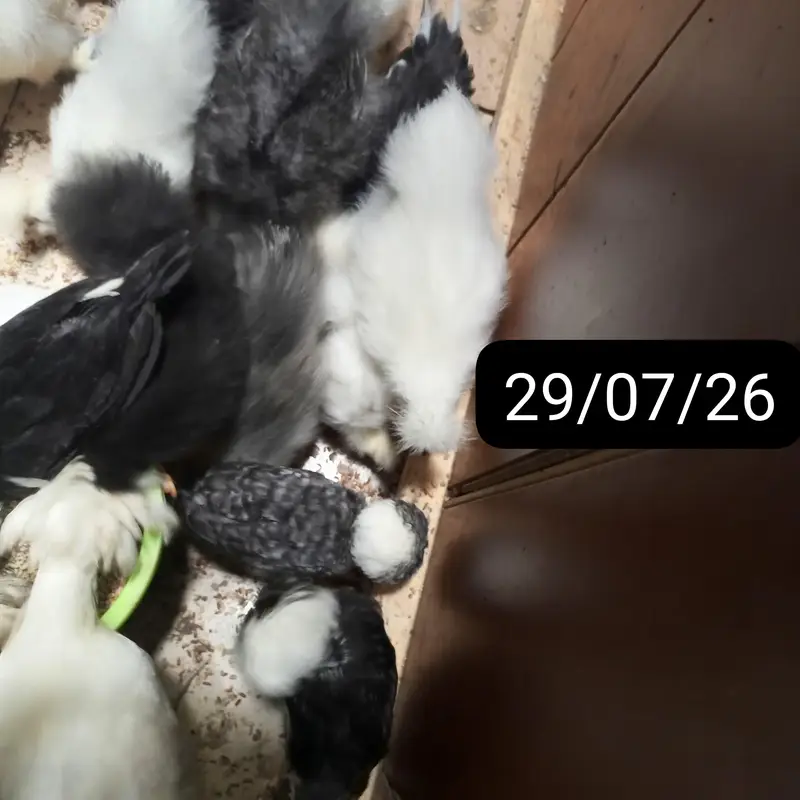 POLISH,SILKIE,BUFF,TURKEY any many more fancy chikcs varitey ava — photo 6