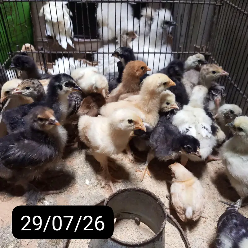 POLISH,SILKIE,BUFF,TURKEY any many more fancy chikcs varitey ava — photo 8
