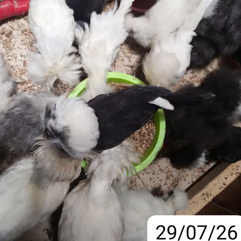 POLISH,SILKIE,BUFF,TURKEY any many more fancy chikcs varitey ava — photo 10