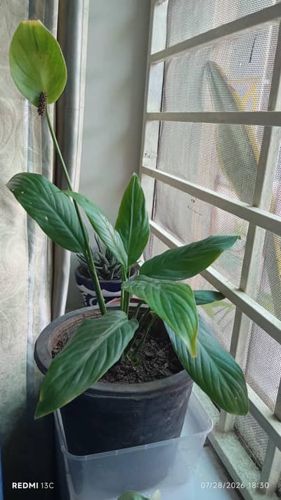 Many plants Different Prices