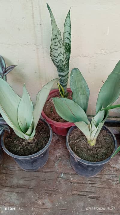 Many plants Different Prices