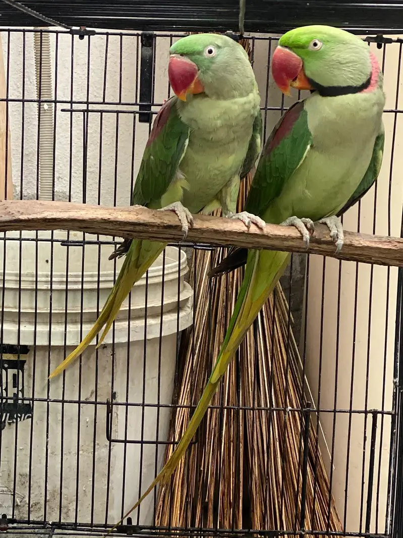 confirm breeder pair — photo 2