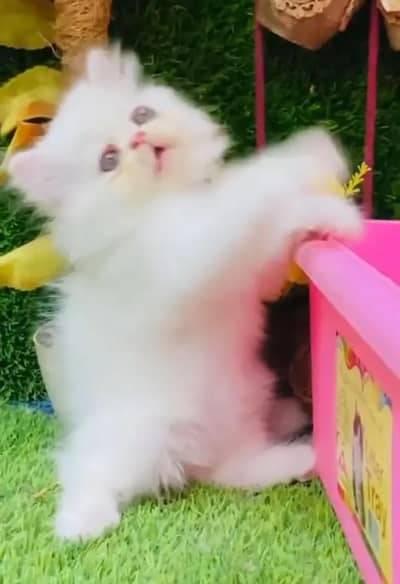 (Persian cat 2 month age for sale all Pakistan delivery available)