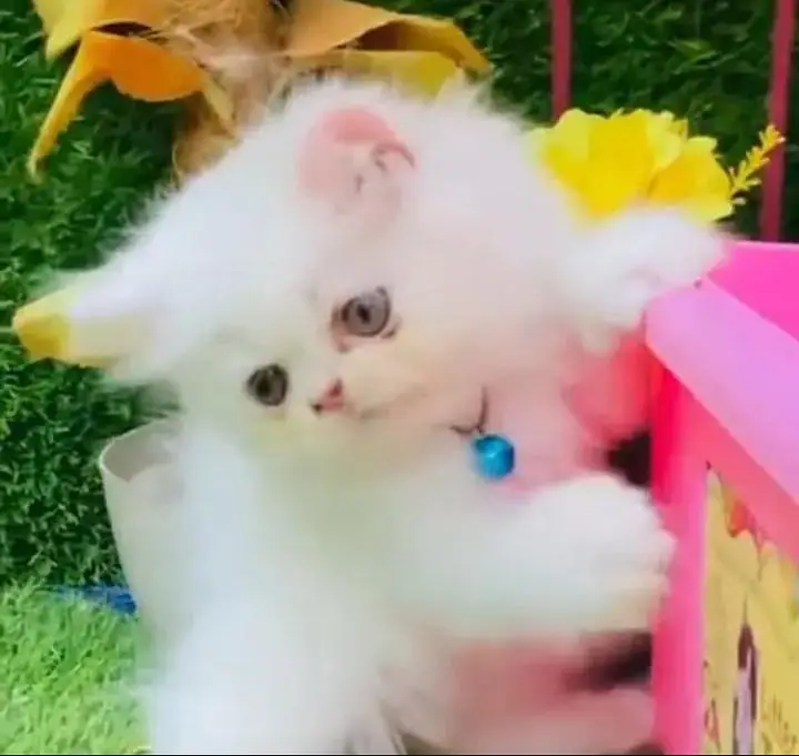 (Persian cat 2 month age for sale all Pakistan delivery available) — photo 2