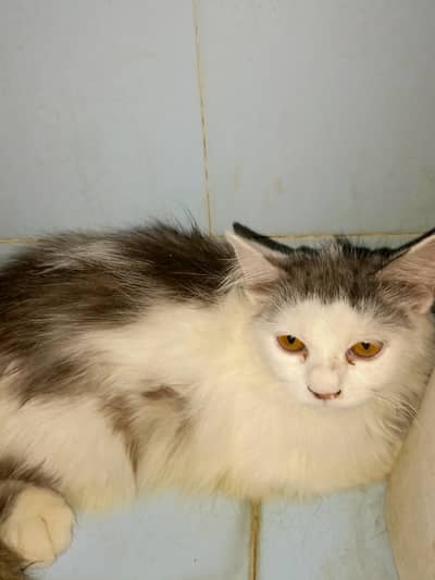 cats/Kitten for sale