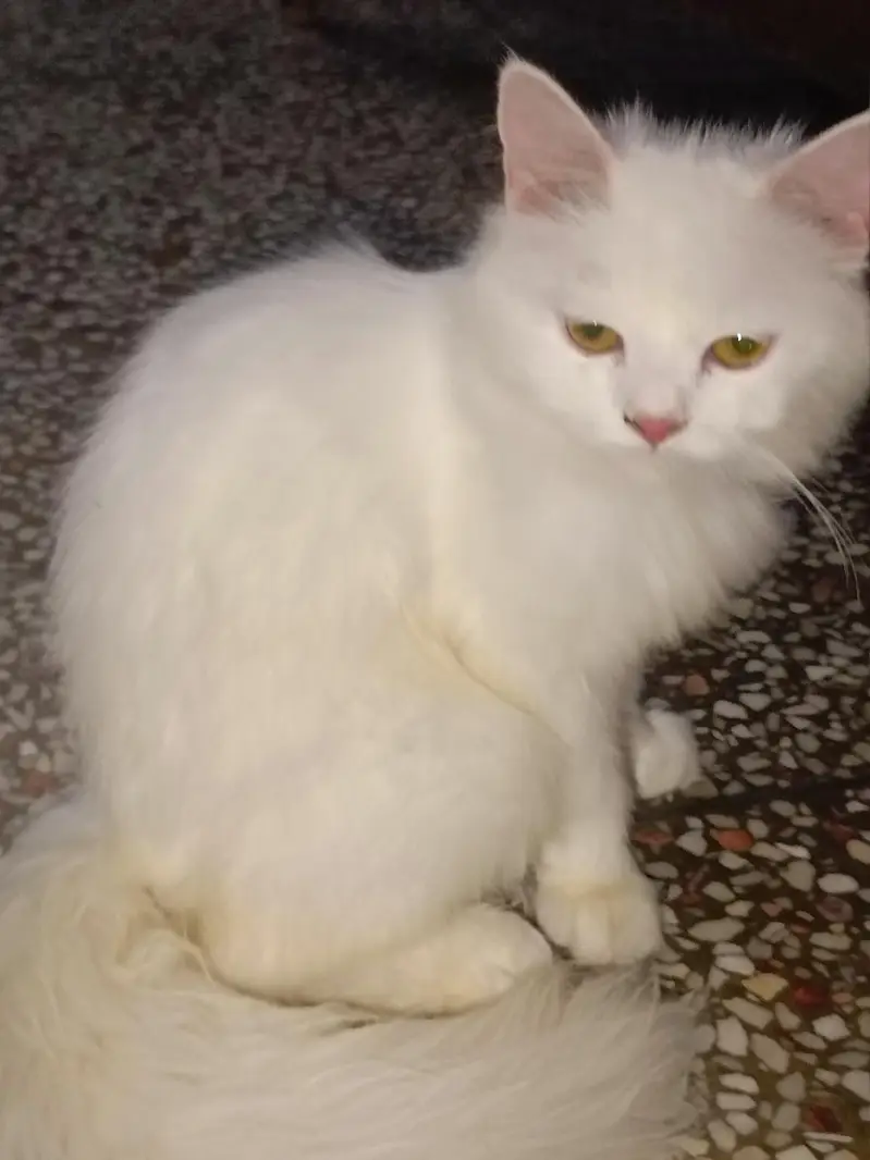 cats/Kitten for sale — photo 2