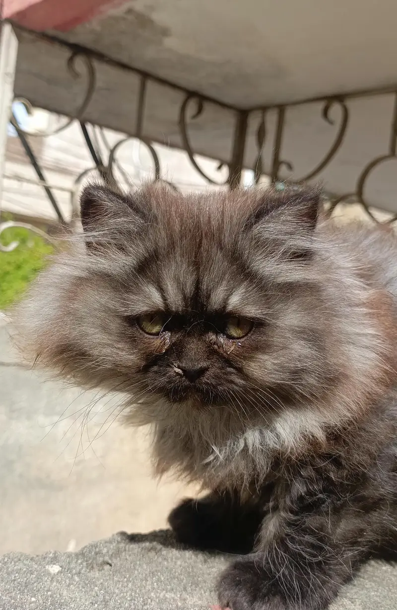 cats/Kitten for sale — photo 3